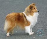 Shetland Sheepdog